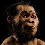 Reconstrução do rosto do 'Homo Naledi'