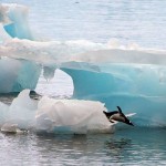 Pinguim se diverte pulando de um bloco de gelo em frente a base Comandante Ferraz