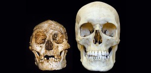 Crânio de humano moderno (direita) e do Homo floresiensis, hominídeo anão que viveu na Indonésia